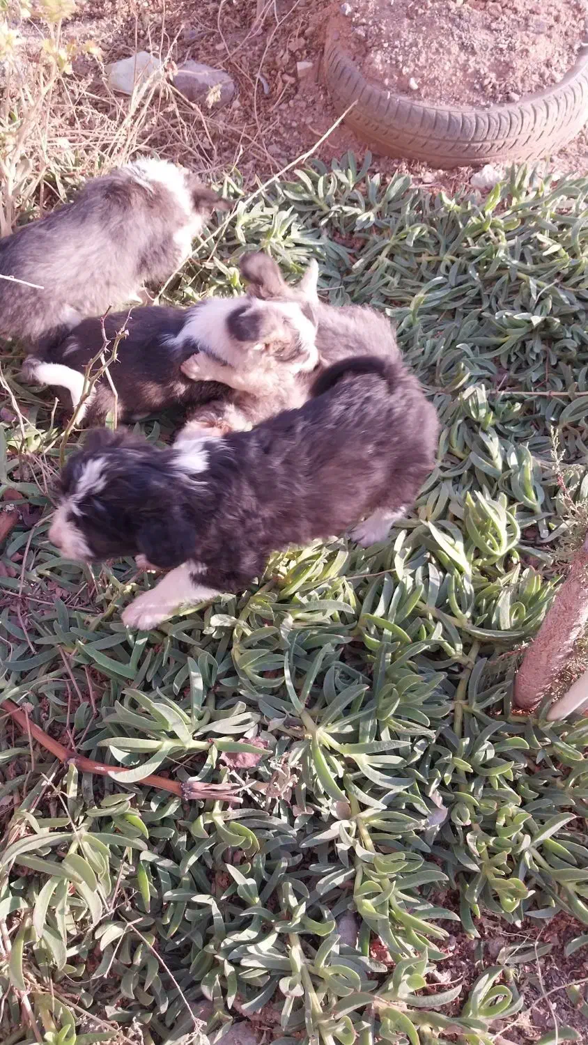 توله سگ شیتزو|سگ|پرند, فاز ۴|دیوار