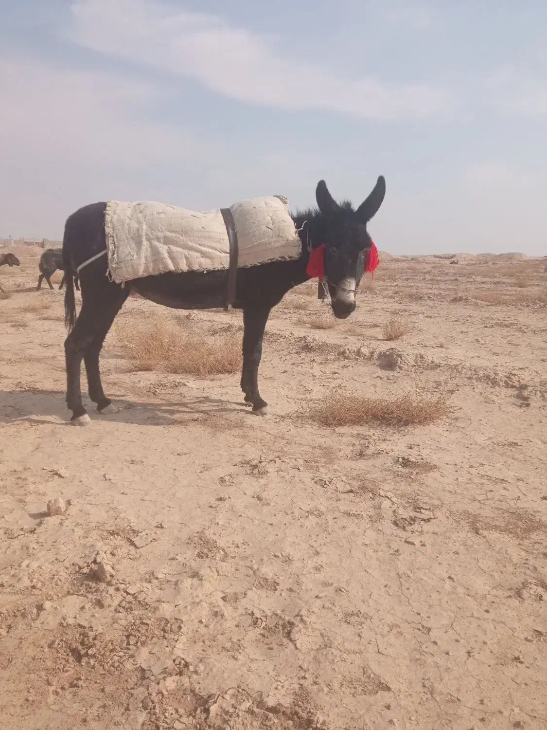 خر الاغ گله ای|حیوانات مزرعه|برخوار, |دیوار