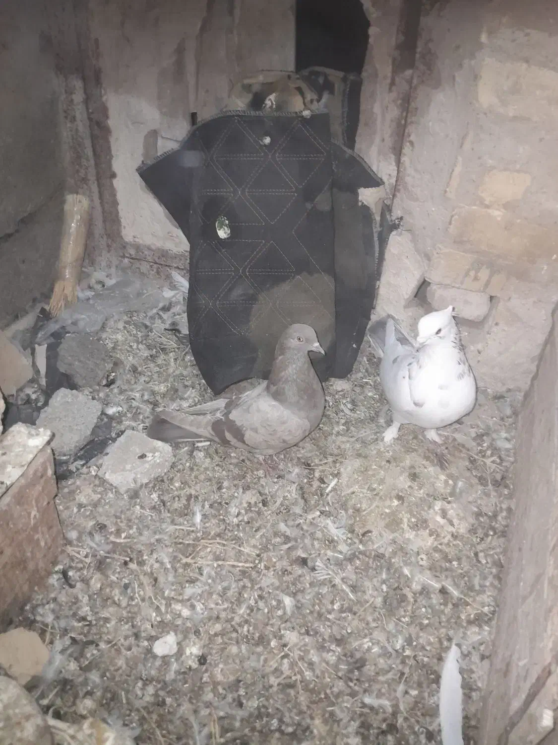 معاوضه باسرول ماده|پرنده|نوبران, |دیوار