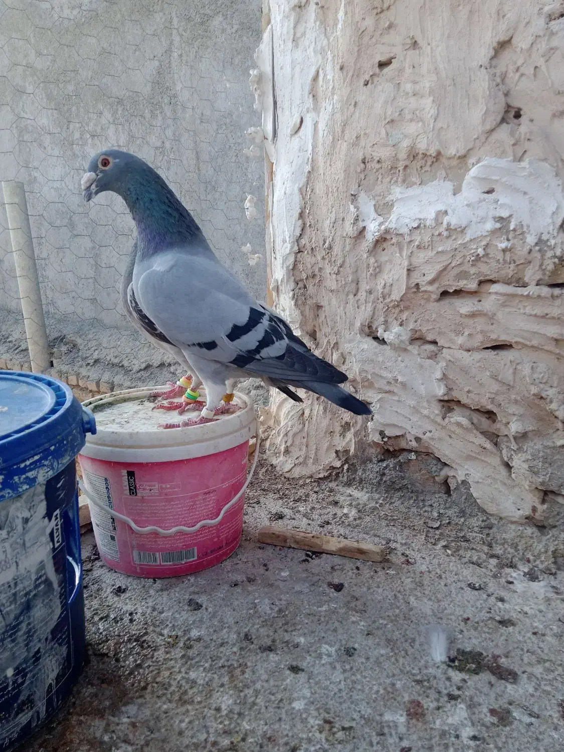 کبوتر‌گمشده|حیوانات|قوچان, |دیوار