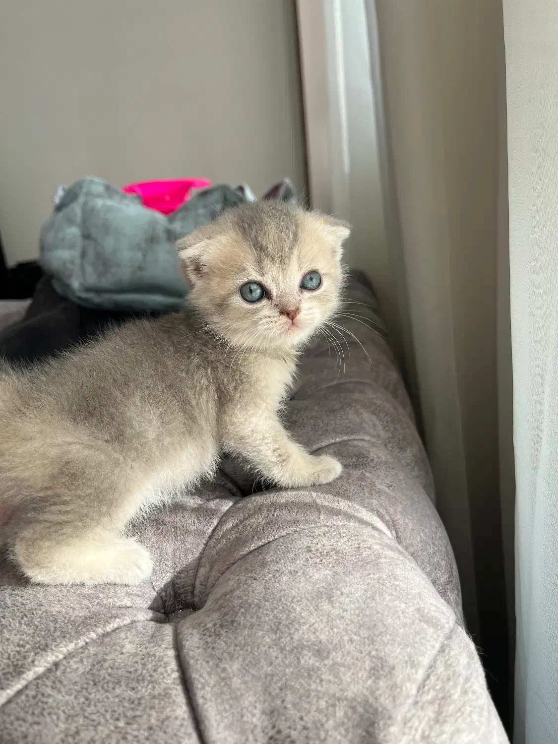 گربه|گربه|تهران, شیخ هادی|دیوار