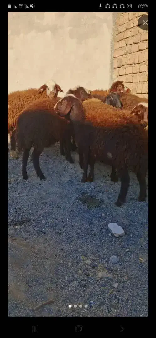 بره ماده جنس|حیوانات مزرعه|شازند, |دیوار