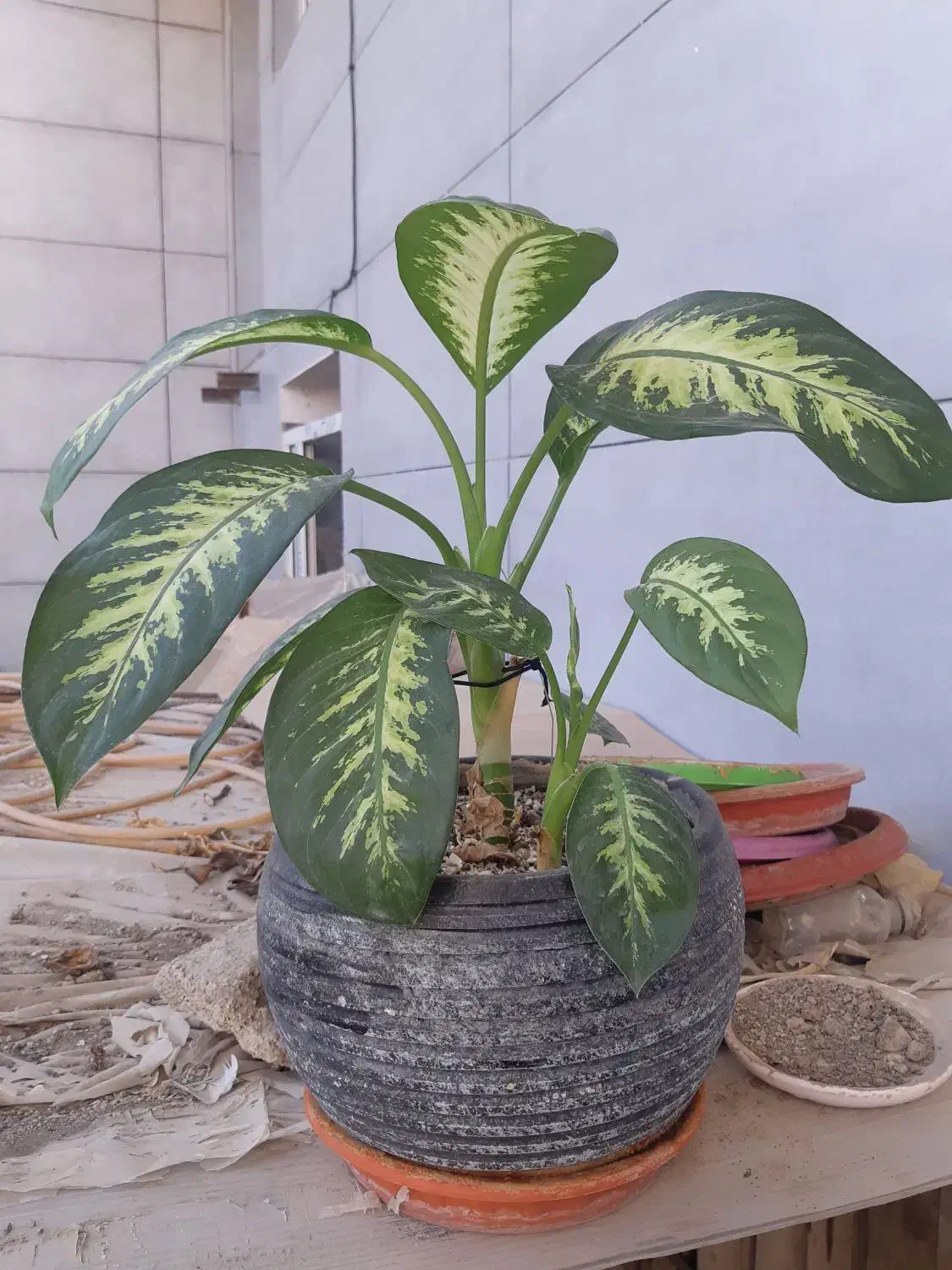 پاندانوس دیفن سانسوریا پدیلانتوس بیدی تمساح الوو|گل و گیاه طبیعی|تهران, شهرک استقلال|دیوار