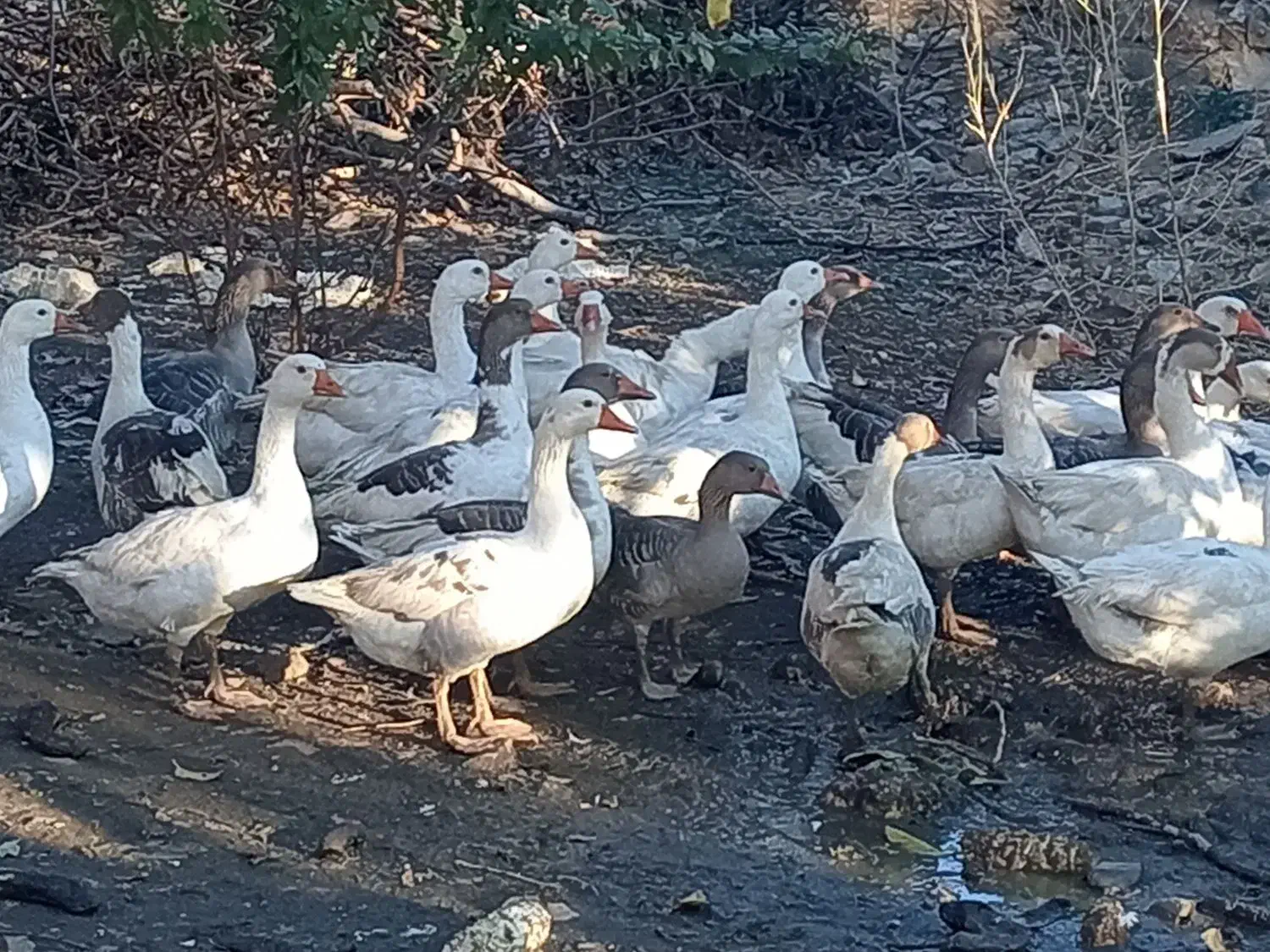 29قازمحلی باخرگوش لپ|حیوانات مزرعه|مریوان, |دیوار