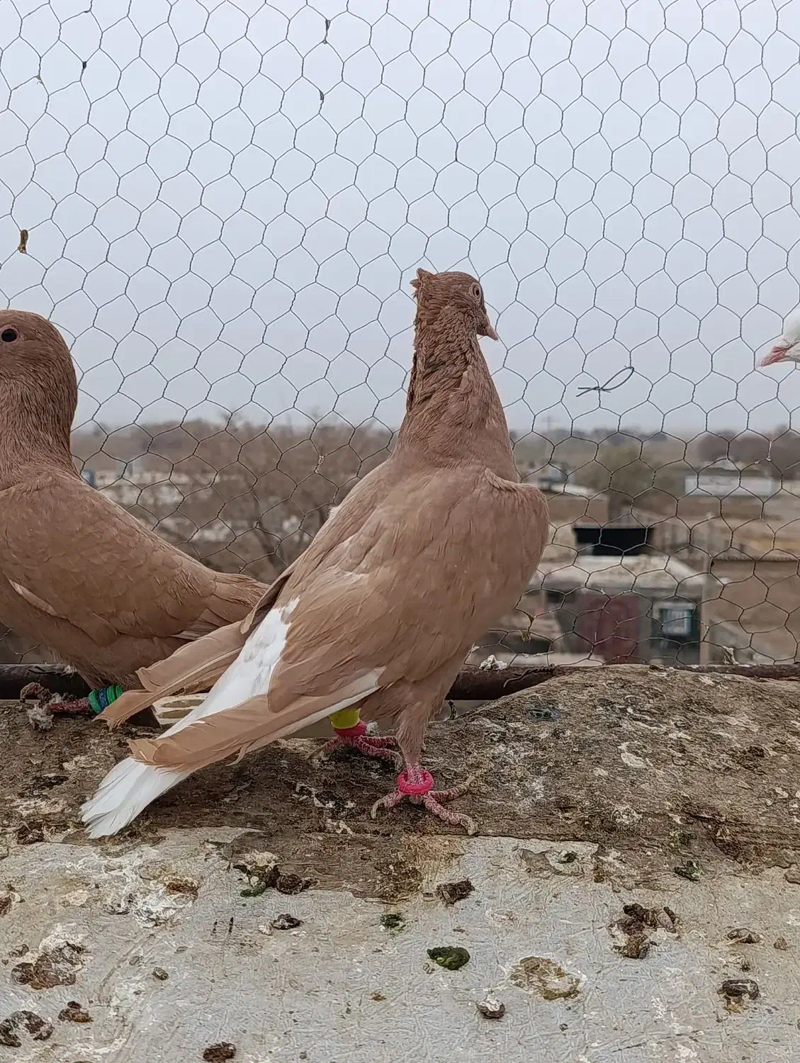 ماده دم سفید|پرنده|تربت جام, میان جام|دیوار