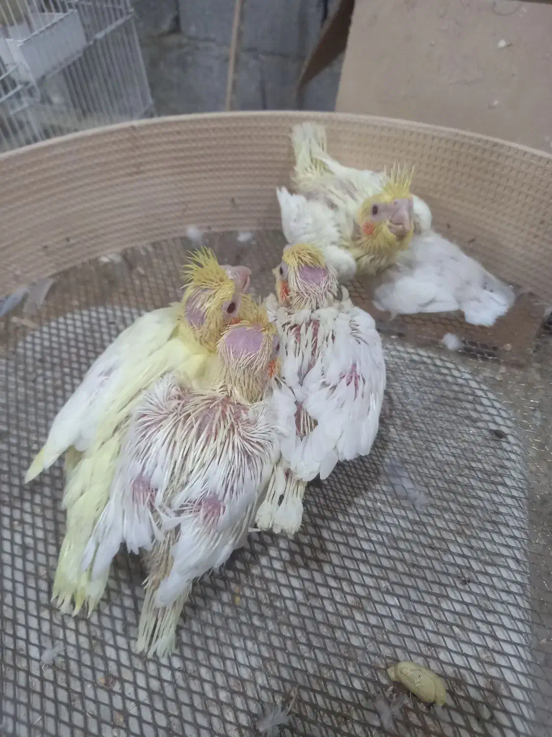 عروس هلندی سرلاکی ومولد|پرنده|بندر گناوه, |دیوار