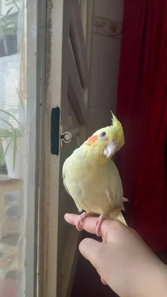 عروس هلندی|پرنده|آبپخش, |دیوار