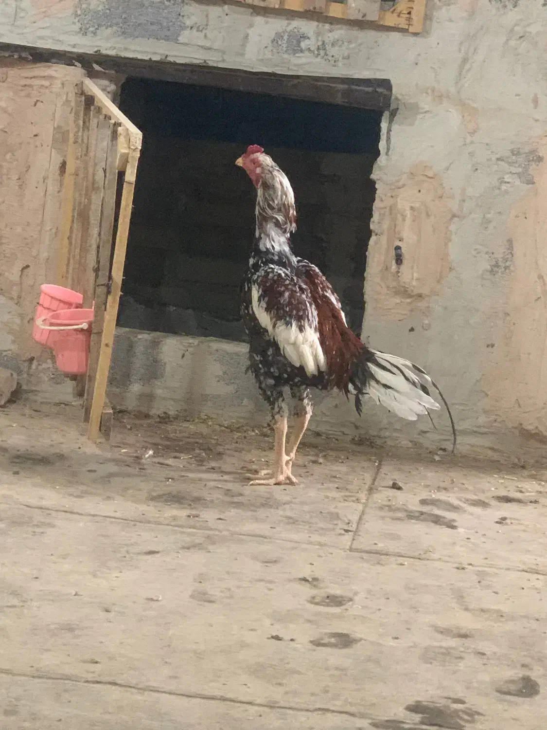 خروس لاری|حیوانات مزرعه|اشنویه, |دیوار