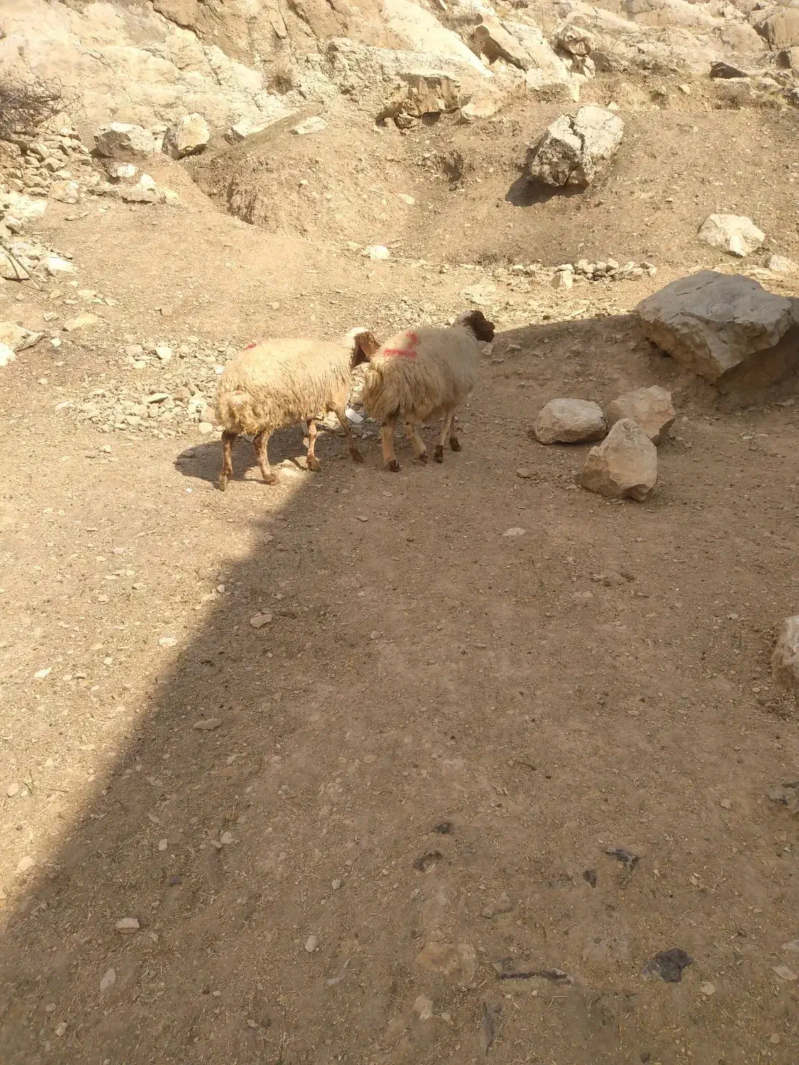 دو عدد میش داشتی|حیوانات مزرعه|آبدانان, |دیوار