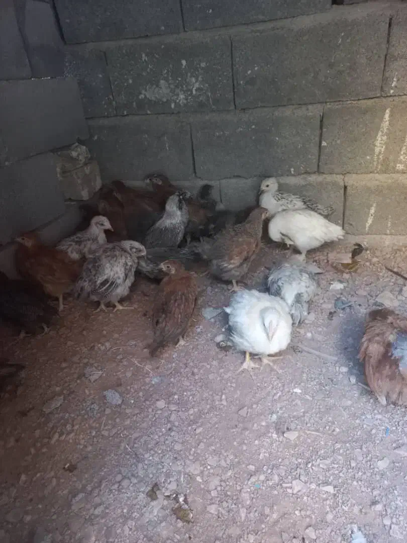 جوجه مرغ|حیوانات مزرعه|اصفهان, شهرک صنعتی جی|دیوار