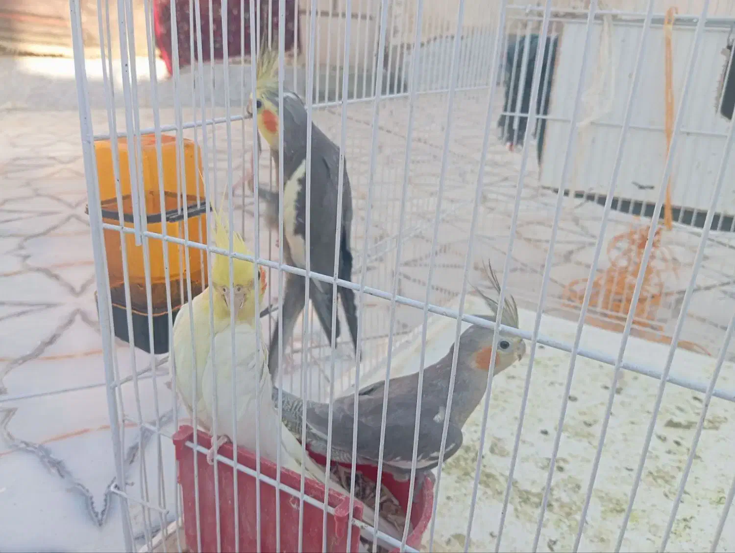 عروس هلندی|پرنده|نیمروز, |دیوار