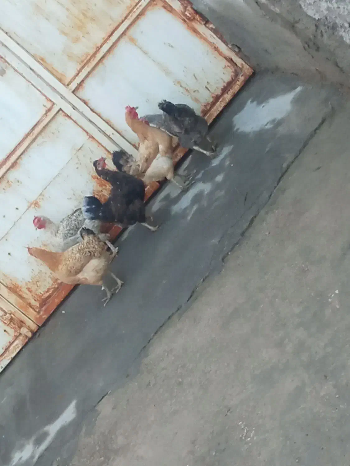 مرغ|حیوانات مزرعه|لنده, |دیوار