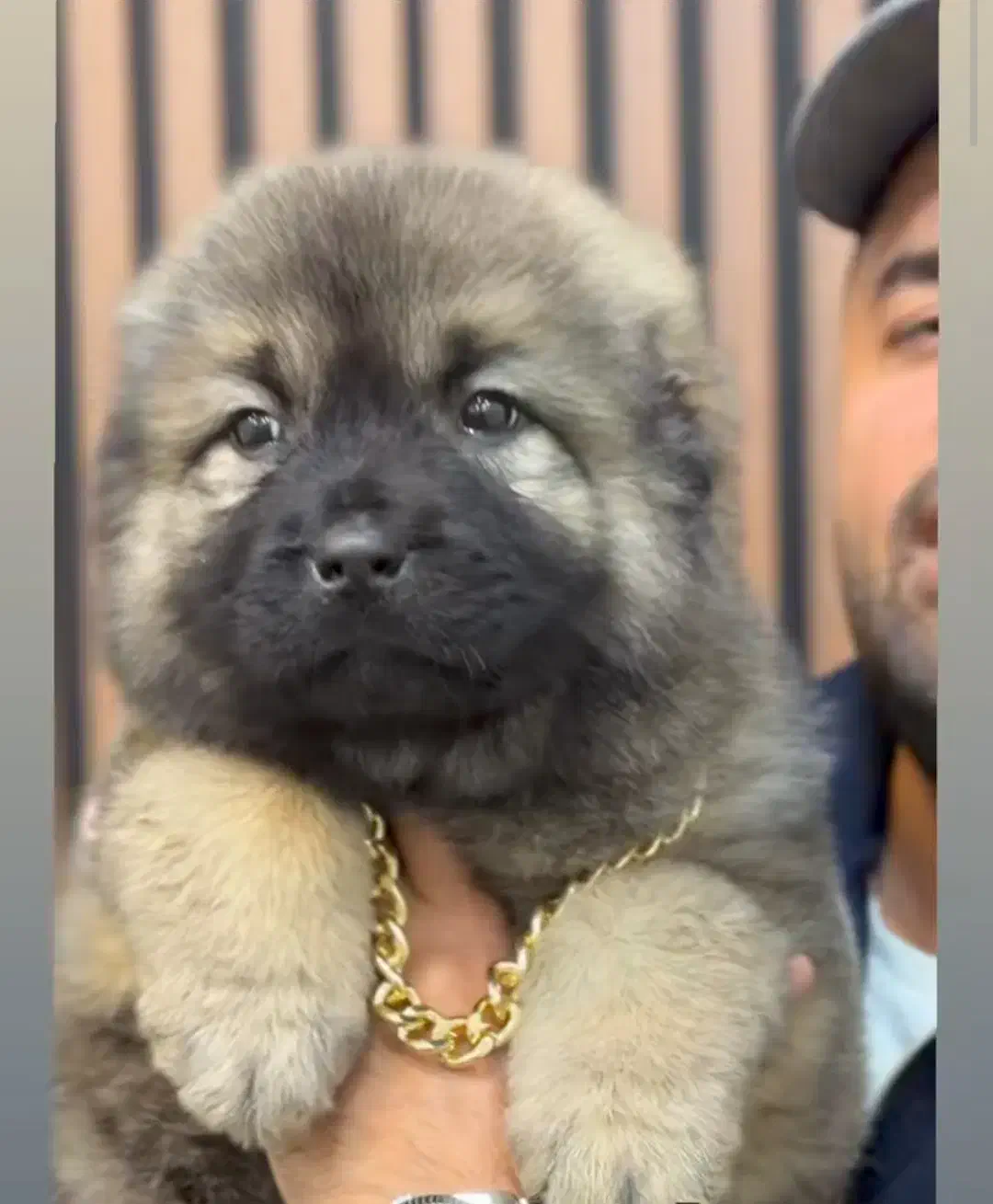 سگ چاو چاو|سگ|زنجان, |دیوار