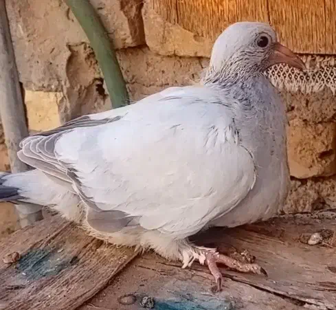 بچه کفتر کاغذی|پرنده|حمیدیا, |دیوار