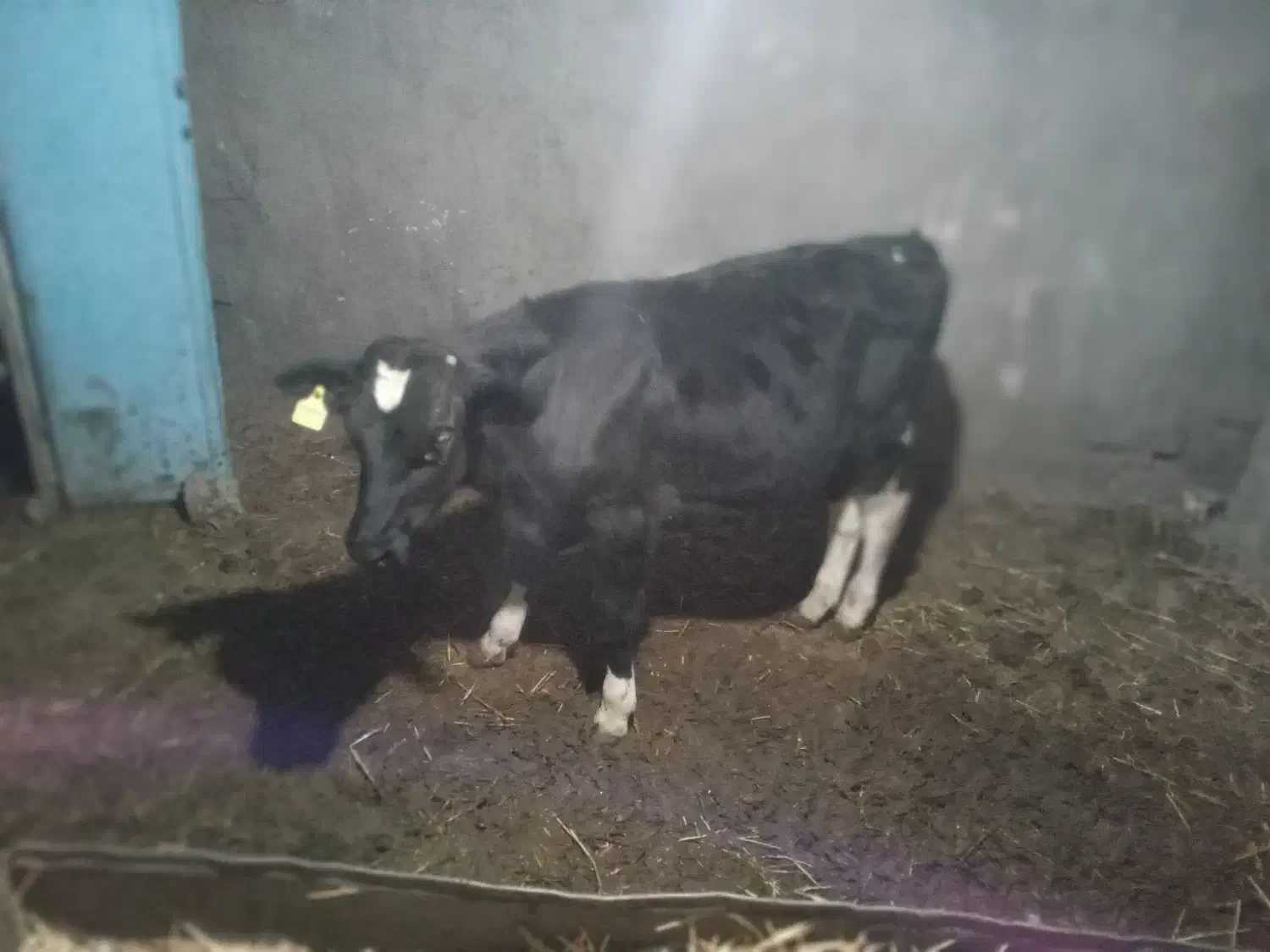 ۲تا گوساله نره|حیوانات مزرعه|فریمان, |دیوار