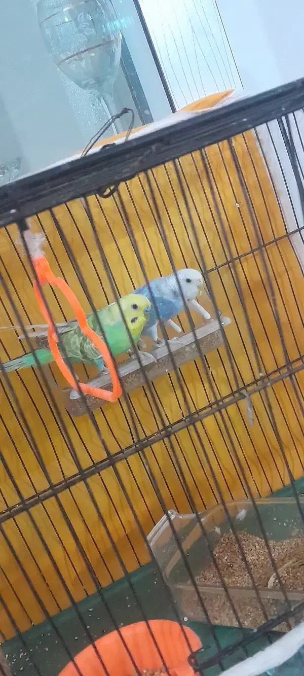 جفت مرغ عشق|پرنده|شیروان (خراسان), |دیوار