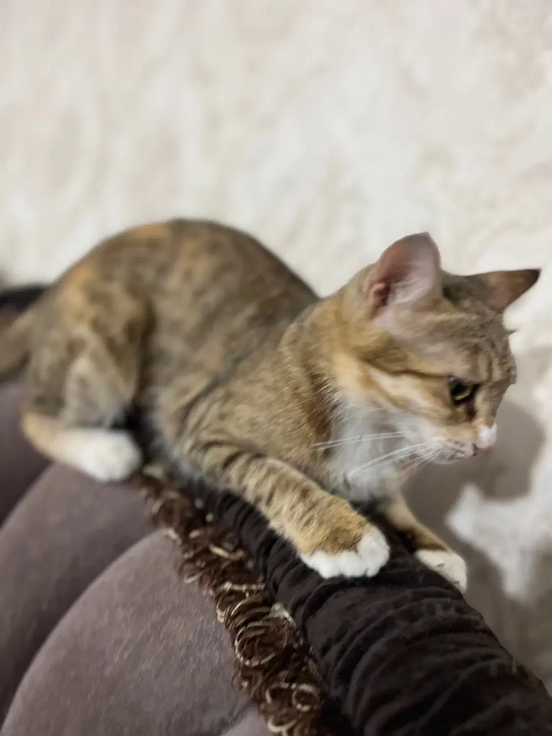 واگذاری گربه|گربه|خوی, |دیوار