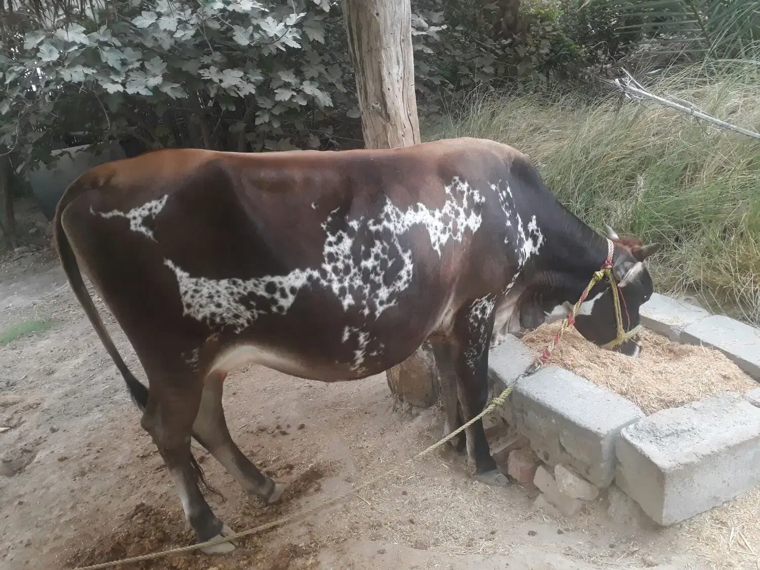 گاو شیری جرسی|حیوانات مزرعه|میناب, |دیوار