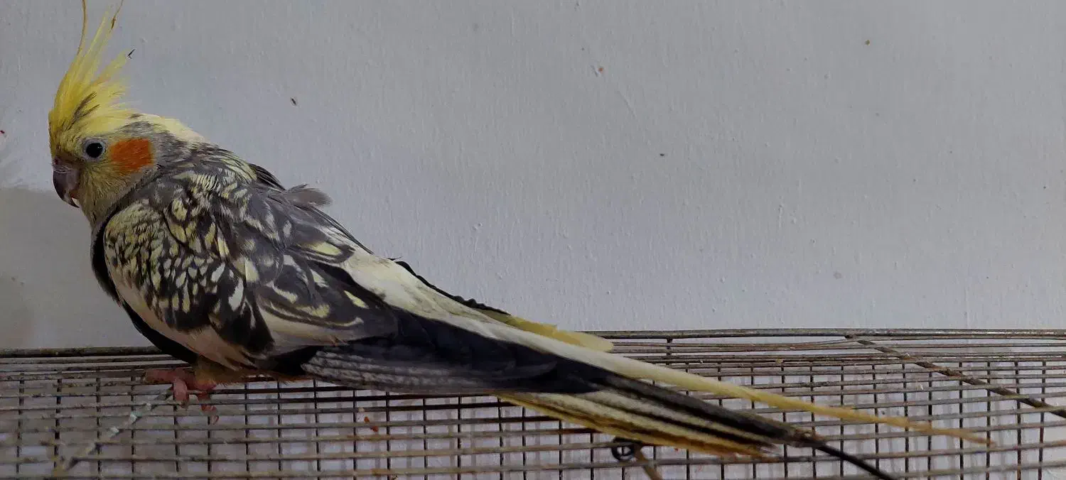 عروس هلندی ابلق|پرنده|آباده, |دیوار