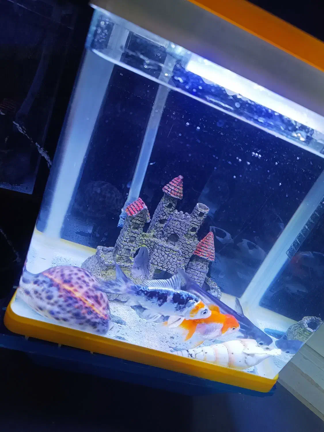 آکواریوم شرکتی|ماهی|مشهد, شهید احمدی روشن|دیوار