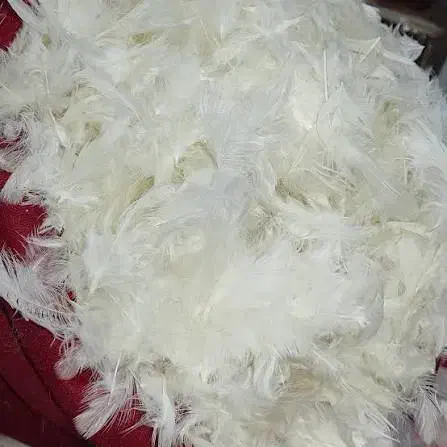 پرسفید|رختخواب، بالش، پتو|کوهدشت, |دیوار