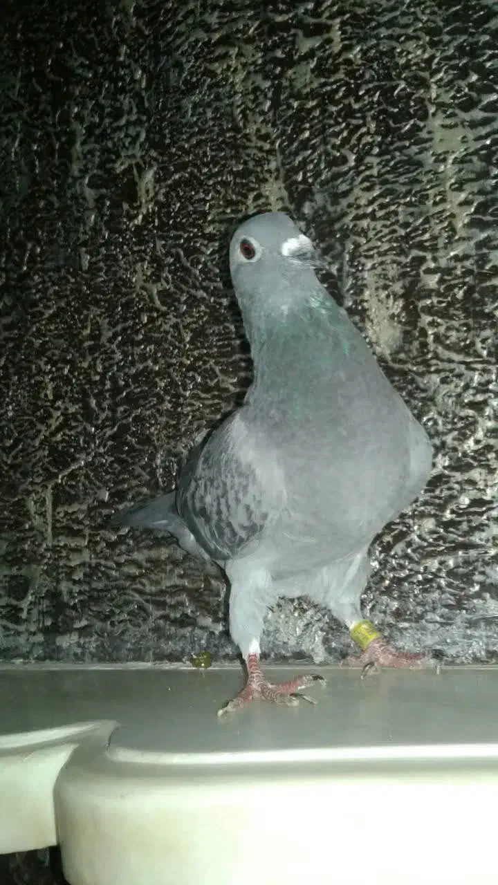 کفتر نر پلاکی قلدور|پرنده|گلبهار, شهر جدید گلبهار|دیوار