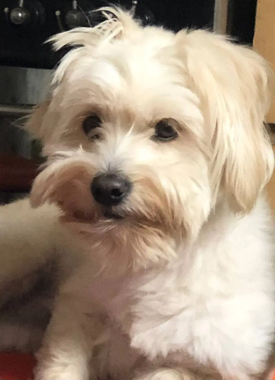 dog|سگ|آستانه اشرفیه, |دیوار