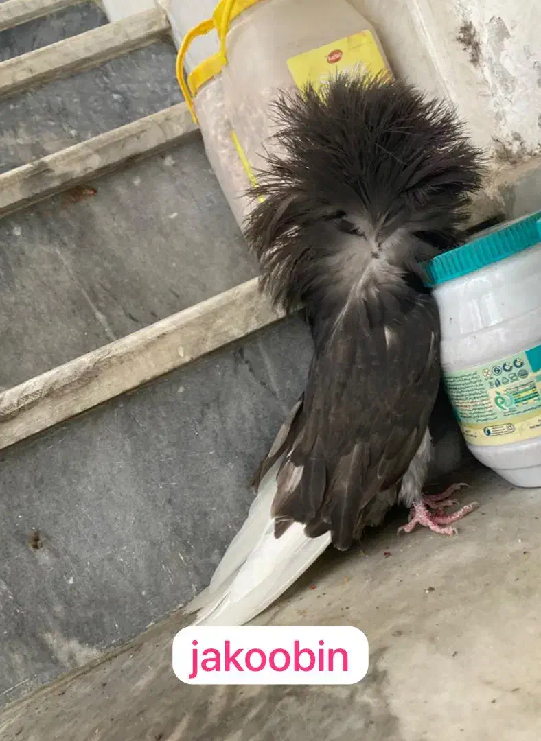 پرنده های زینتی جاکوبین لاهور|پرنده|قم, انصارالحسین|دیوار