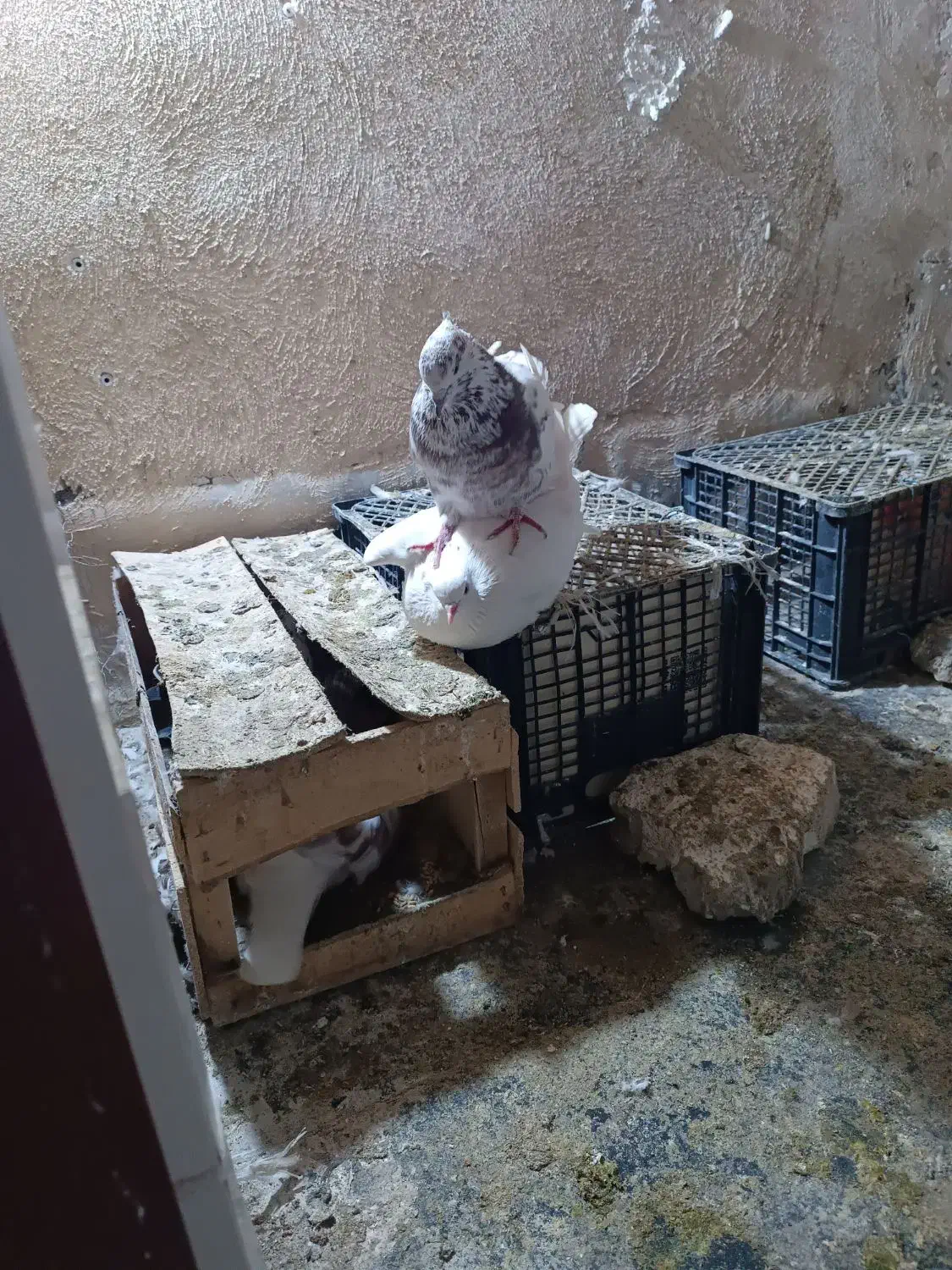 کبوتر|پرنده|تهران, وحیدیه|دیوار