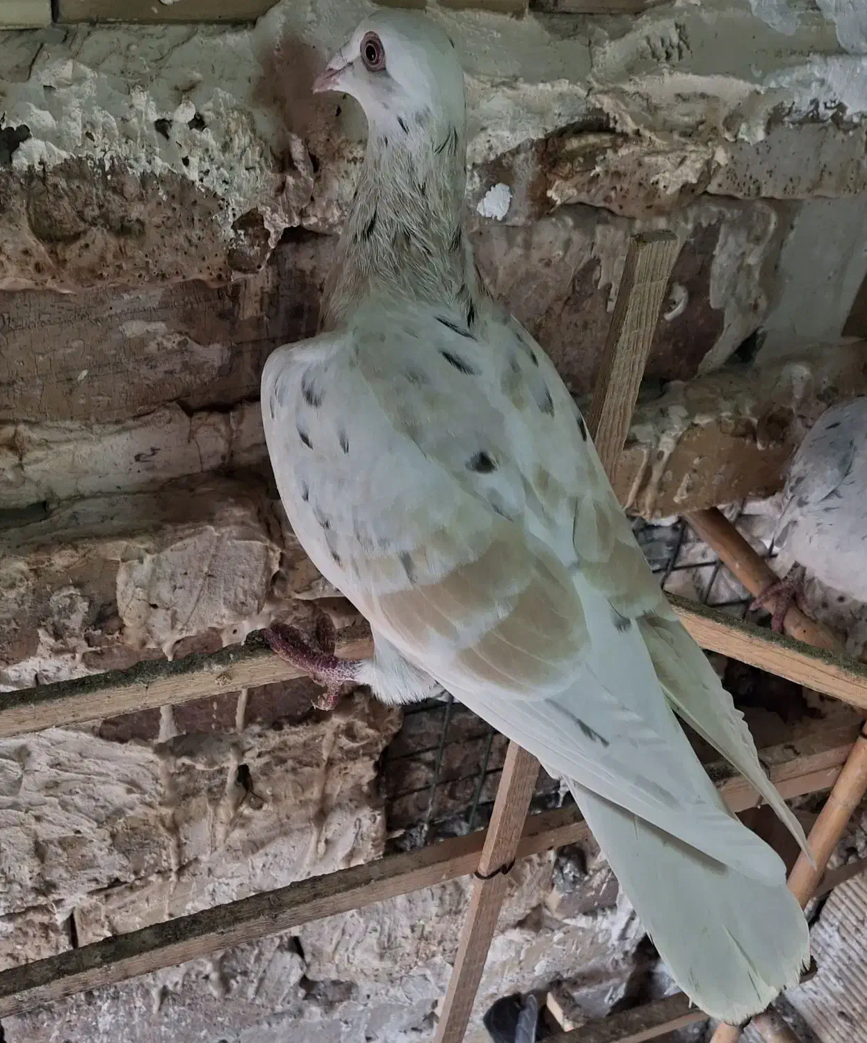 زرد هفترنگ خطی|پرنده|کوهین, |دیوار