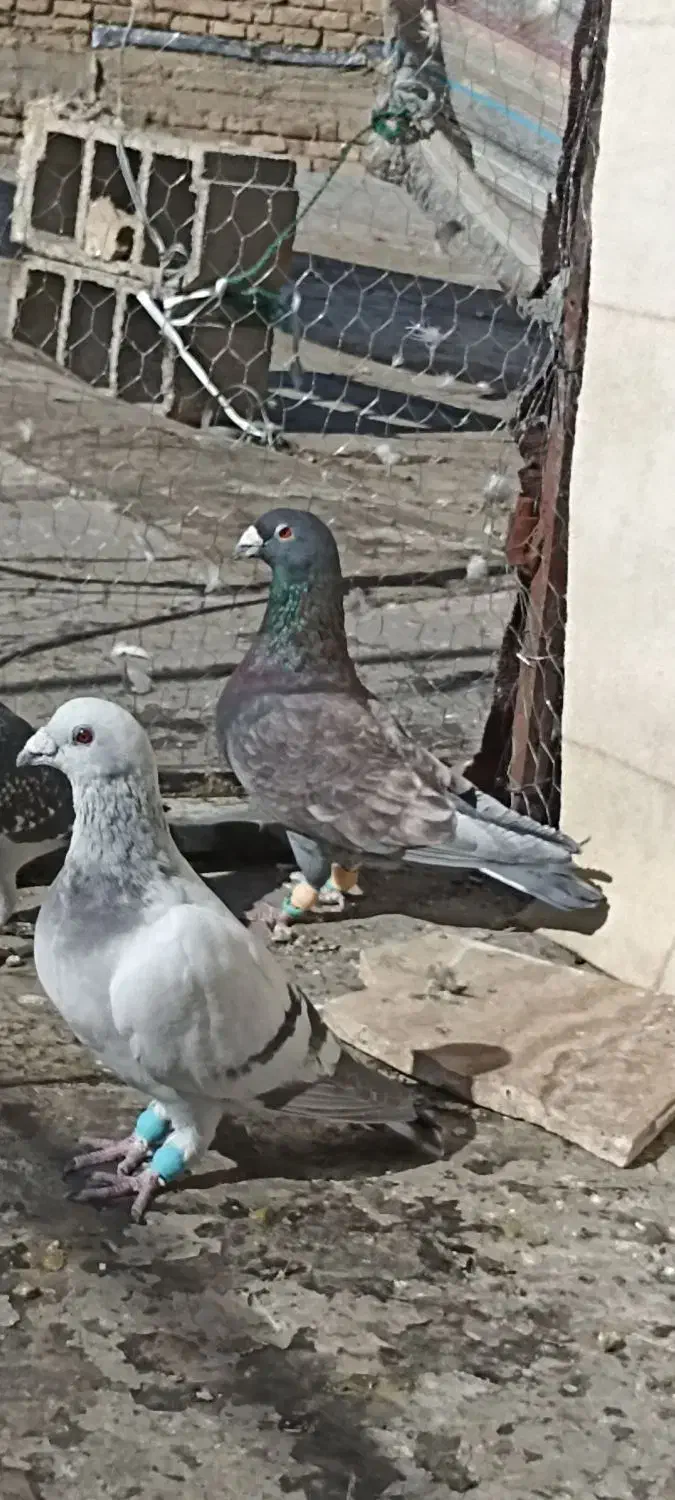 بزک سیاه طاووسی شامی سیاه سینه سفید|پرنده|شیراز, شهرک گلستان|دیوار