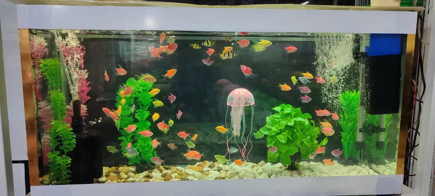 باسمنج خیابان ولیعصر جنب مسجد ولیعصر|ماهی|تبریز, |دیوار