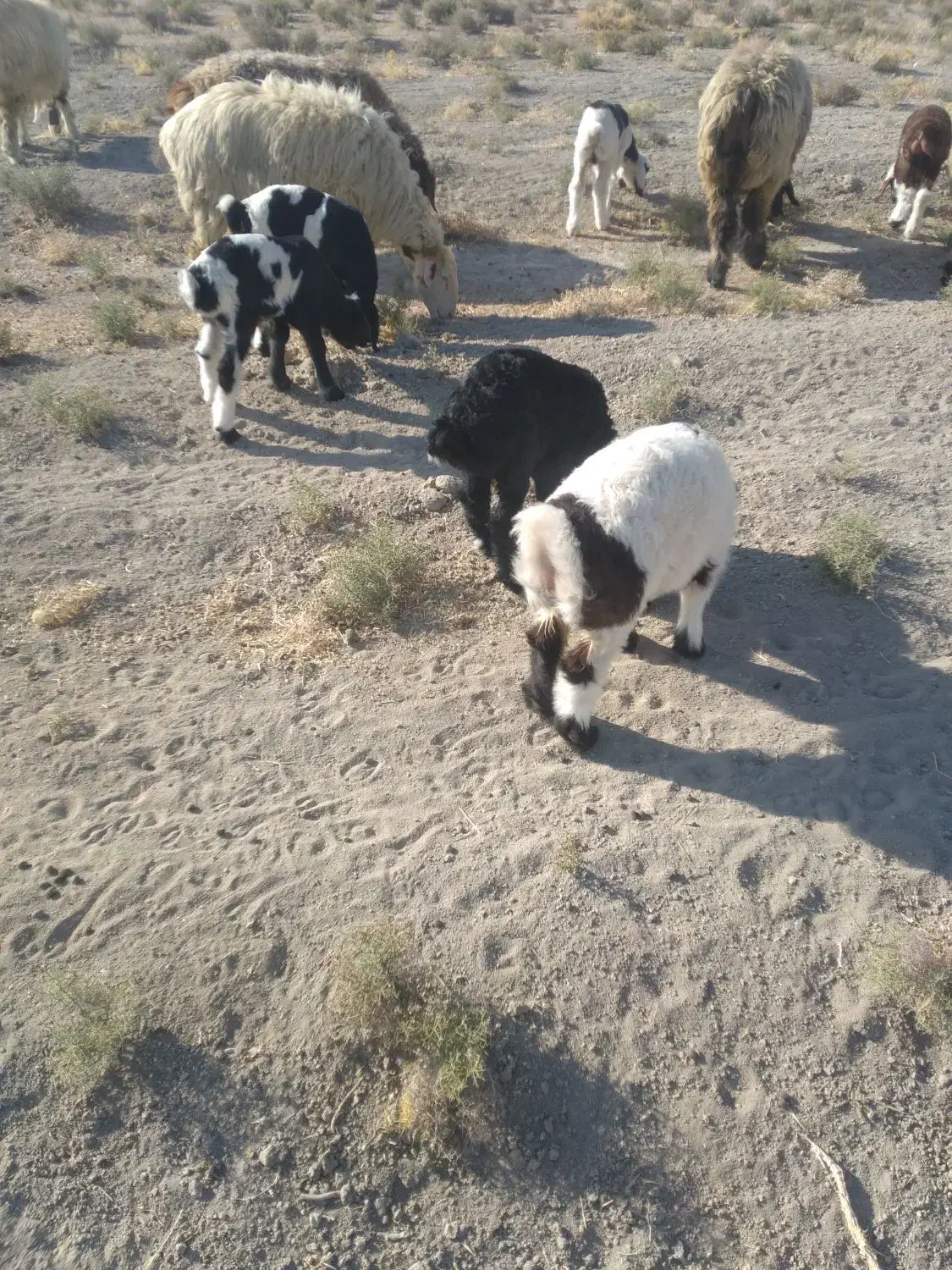 شیشک بره دار|حیوانات مزرعه|زرقان, |دیوار