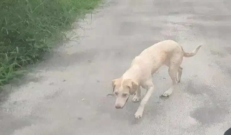 گمشده|حیوانات|لاهیجان, لیل|دیوار