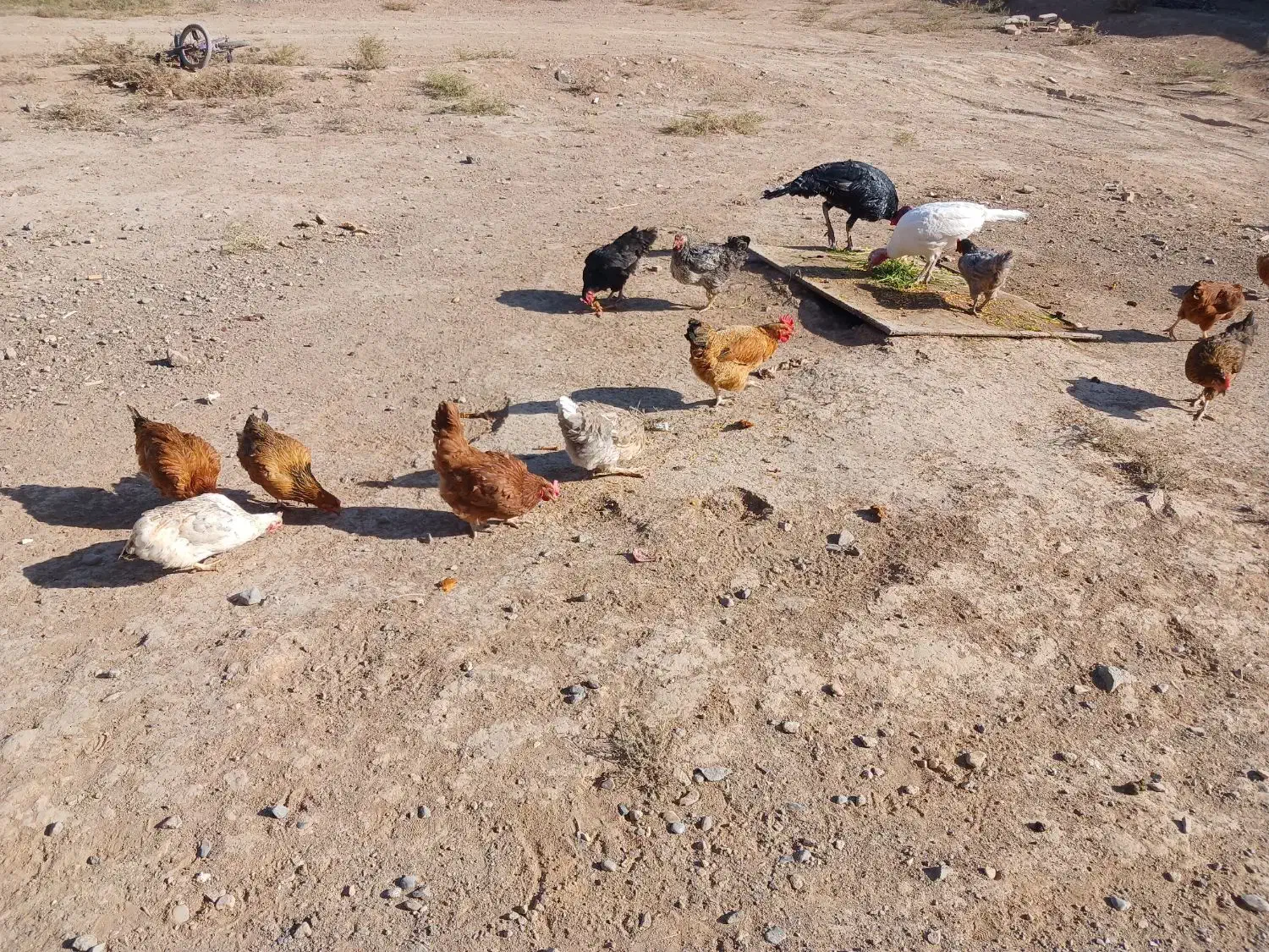 مرغ خانگی اعلا|حیوانات مزرعه|کاشمر, |دیوار