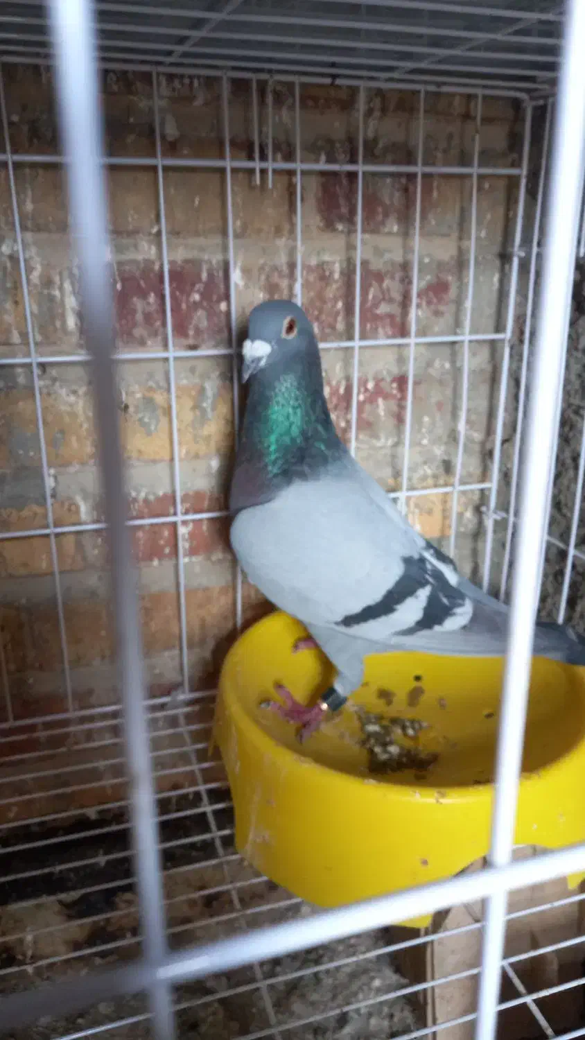 پلاکی عراق|پرنده|بندر امام خمینی, |دیوار