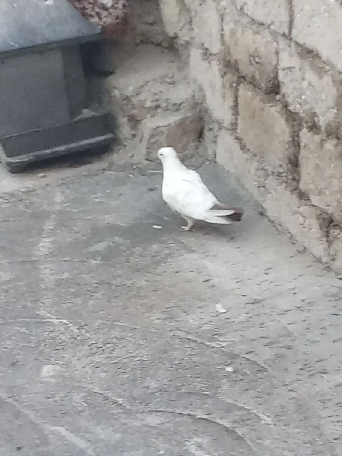 کبوتر دنبی|پرنده|لالی, |دیوار