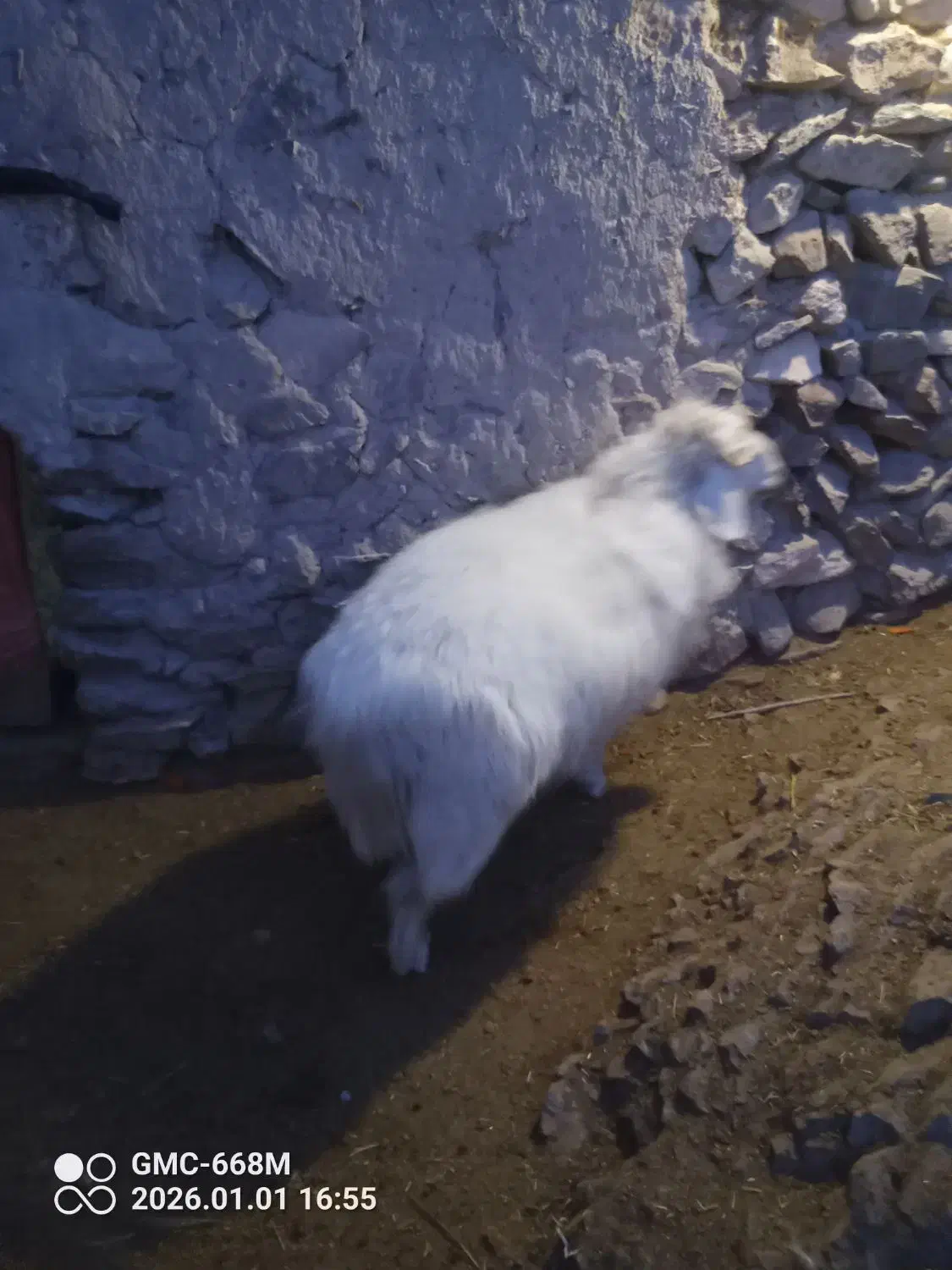 بره نر|حیوانات|سده (خراسان جنوبی), |دیوار