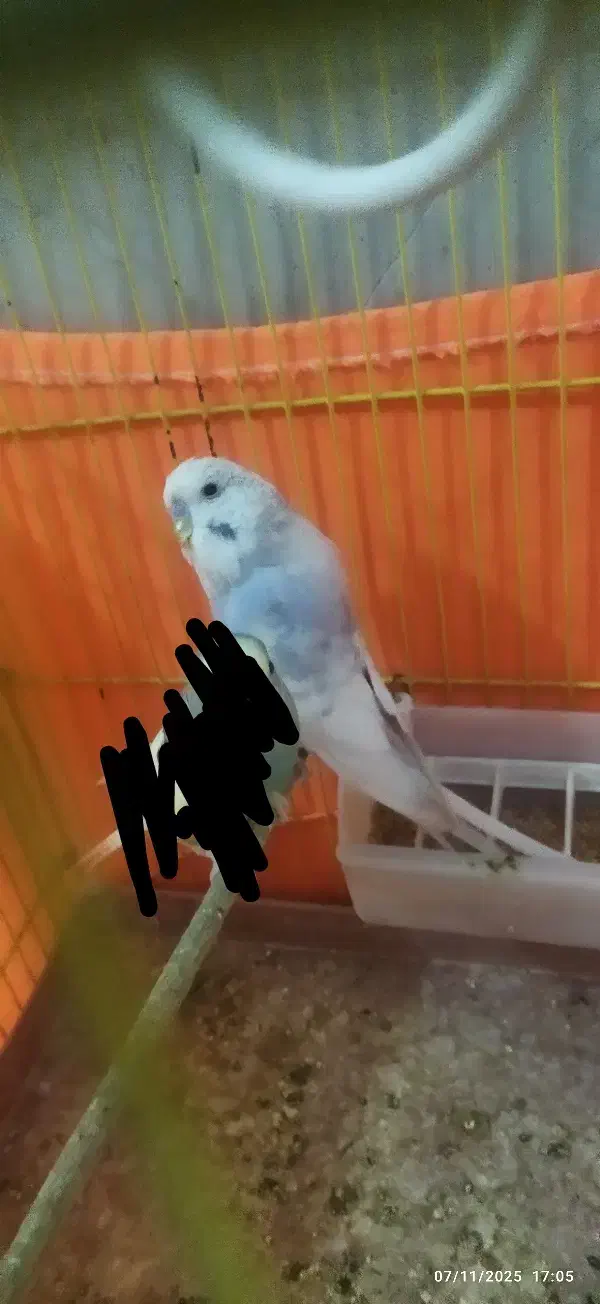 یک عدد مرغ عشق انگلیسی|پرنده|تهران, دولتخواه جنوبی|دیوار