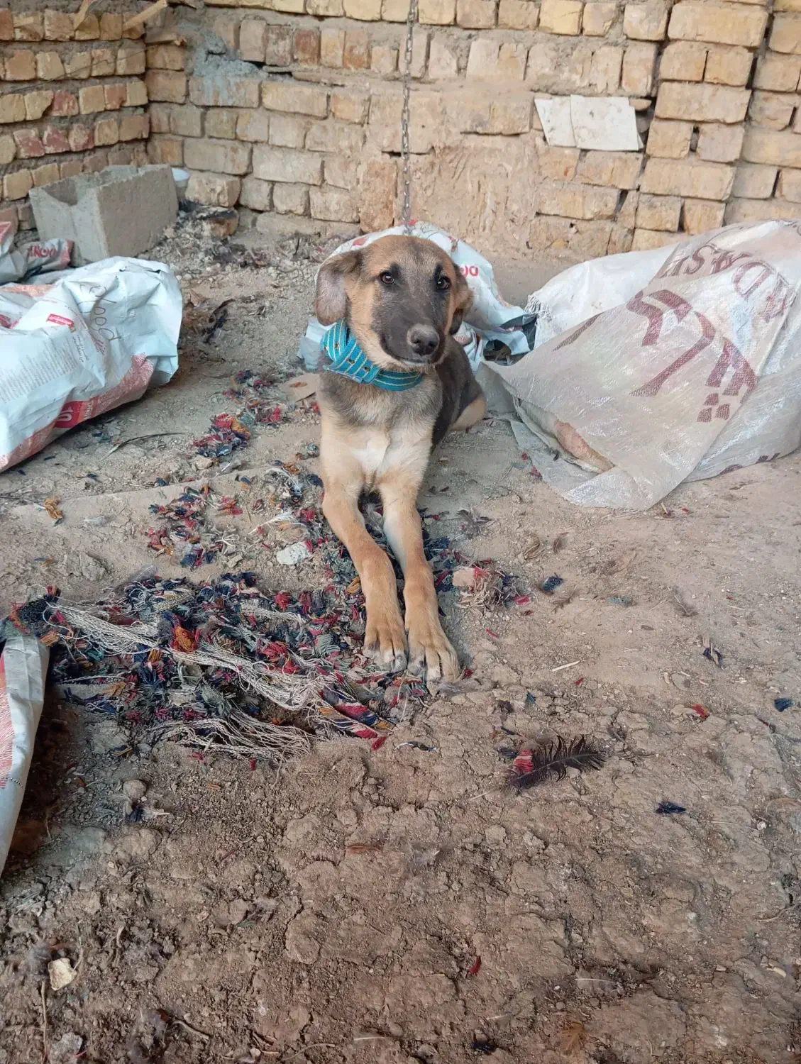 واگذاری سگ|سگ|خمینیشهر, |دیوار