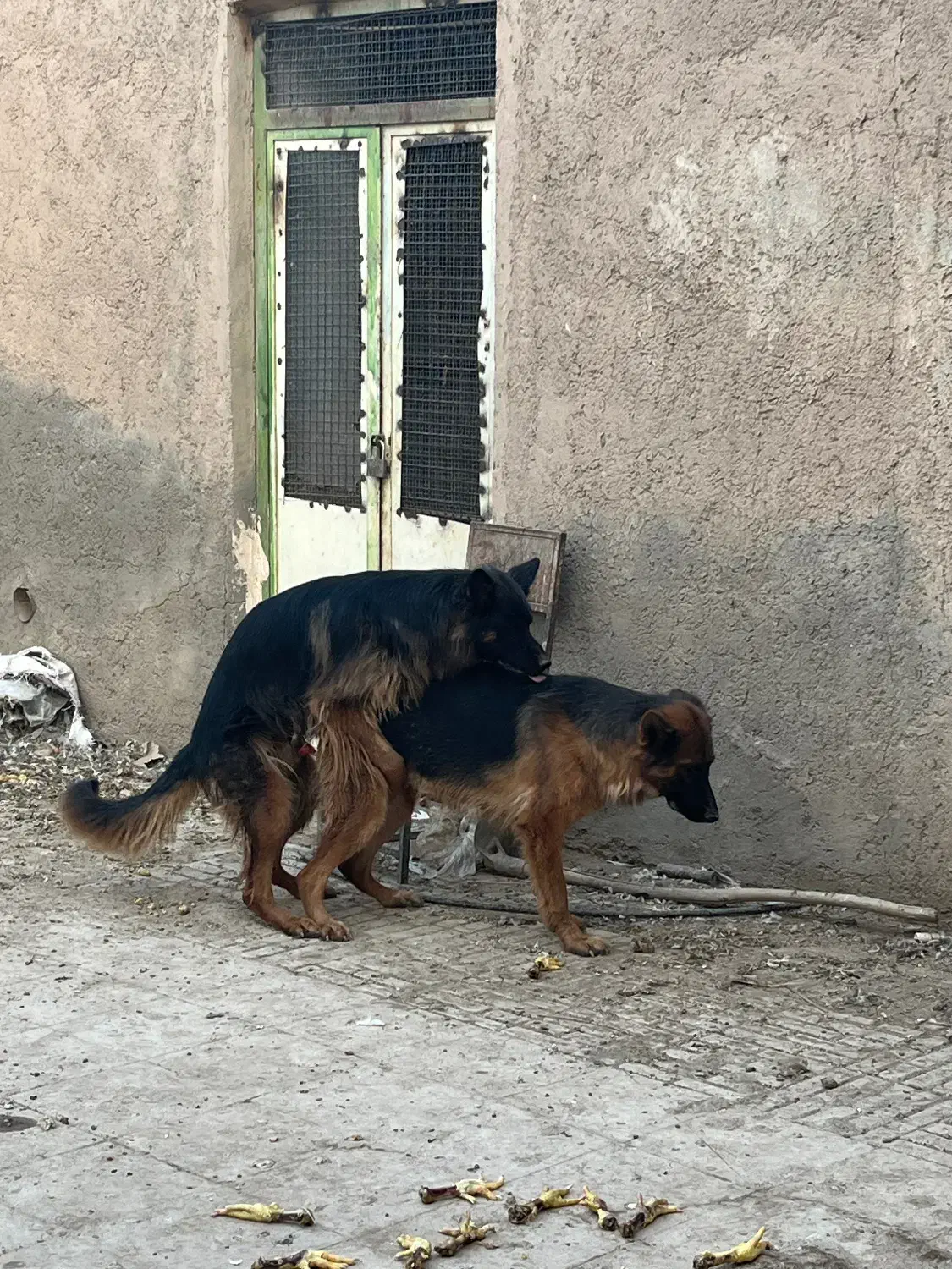 ماده ژرمن کلاس a جفت خورده|سگ|جیرفت, |دیوار