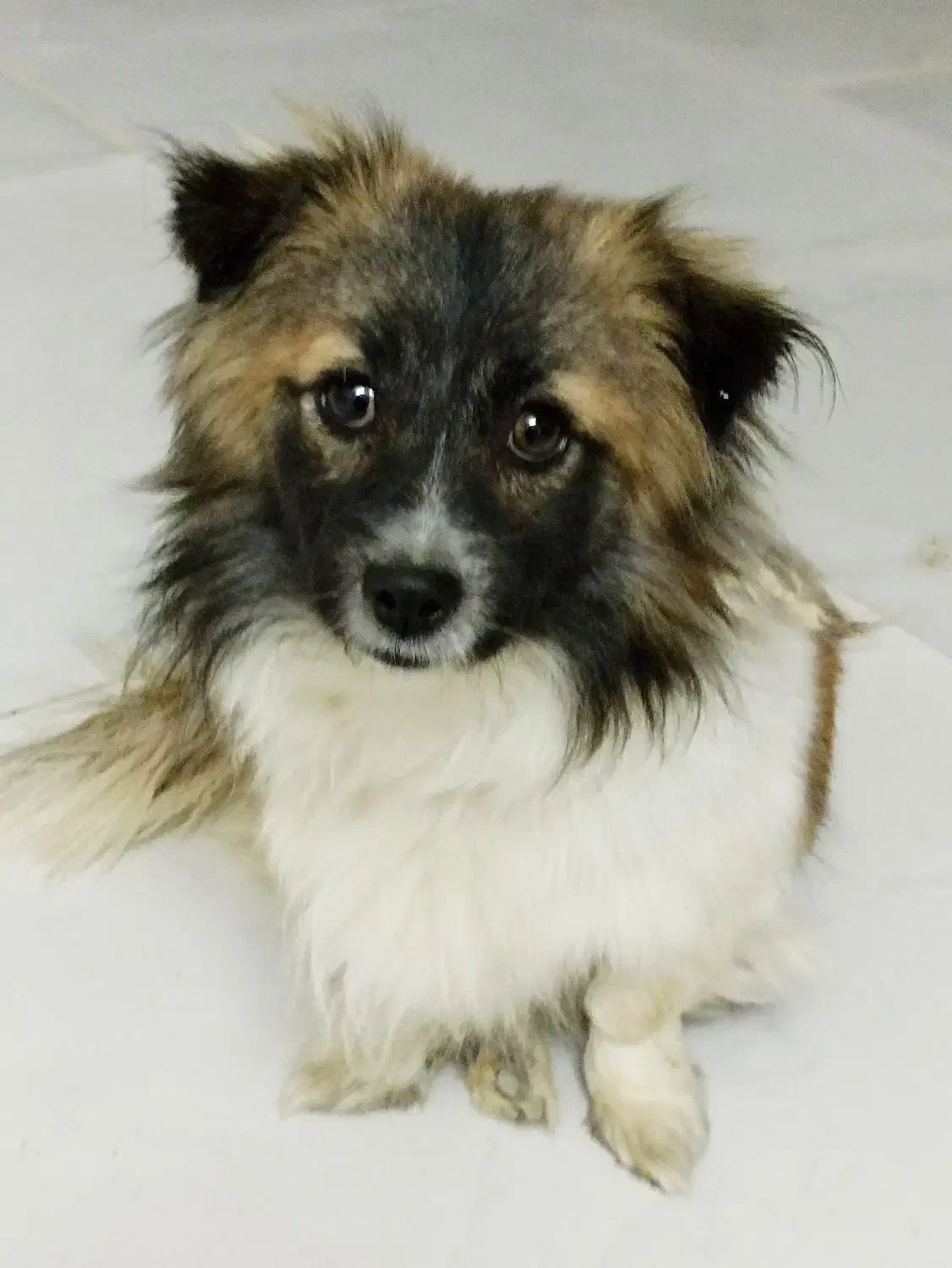 سگ پا کوتاه|سگ|مشهد, همت آباد|دیوار