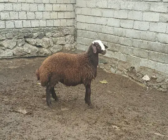 بره بره نر کاور گوسفند|حیوانات مزرعه|صحنه, |دیوار