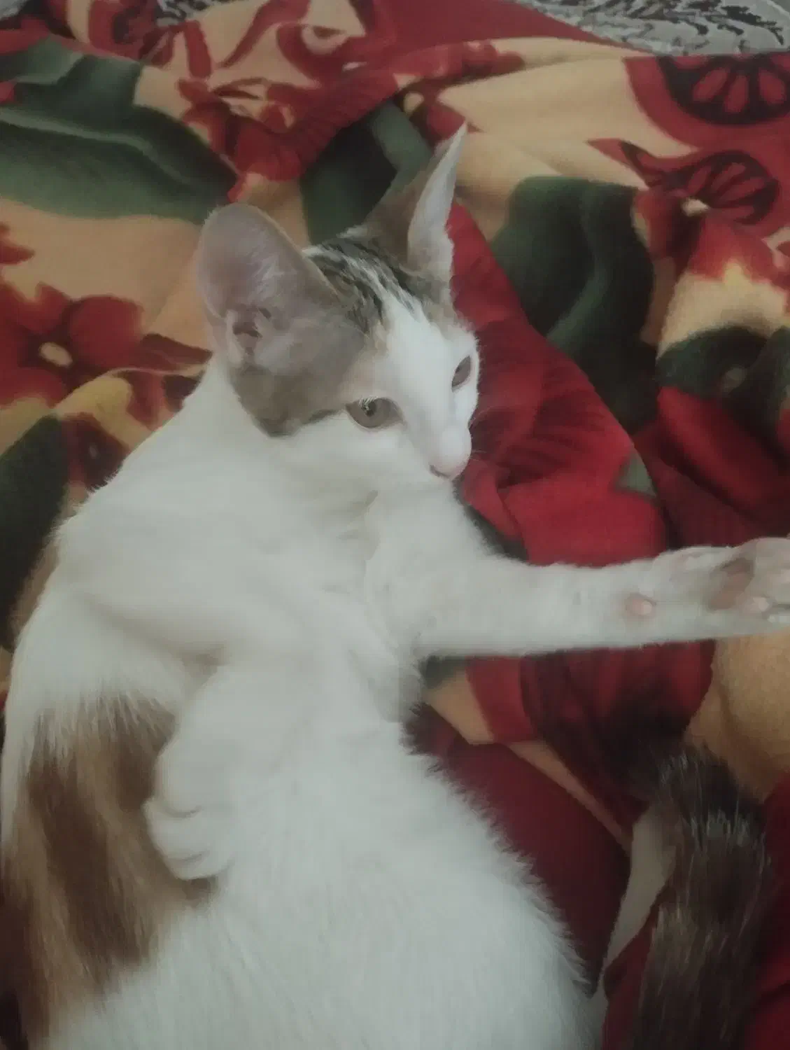 واگذاری گربه ماده|گربه|نیشابور, بنیاد شهید|دیوار