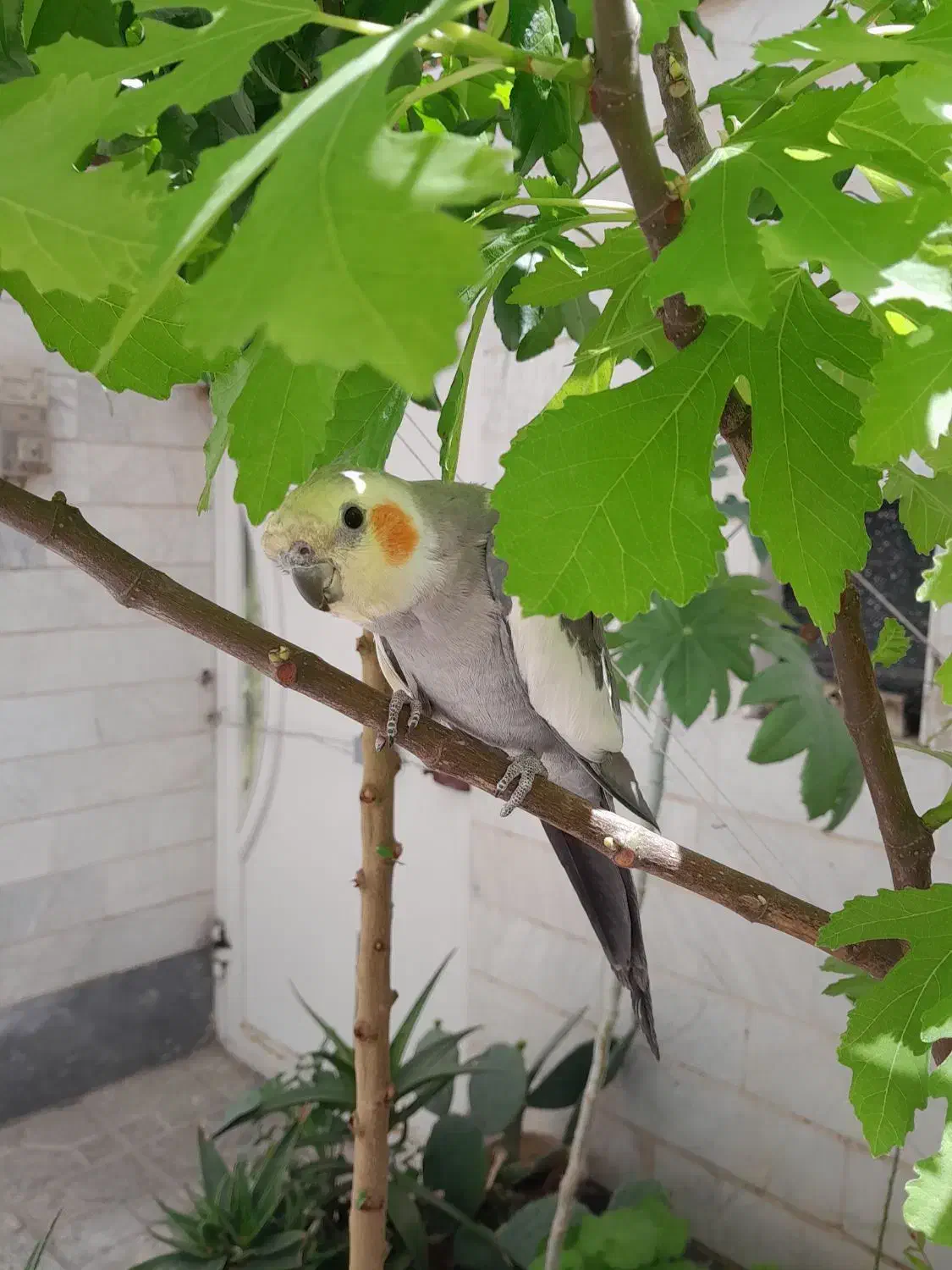 عروس هلندی|حیوانات|اسلام‌شهر, باغ فیض|دیوار