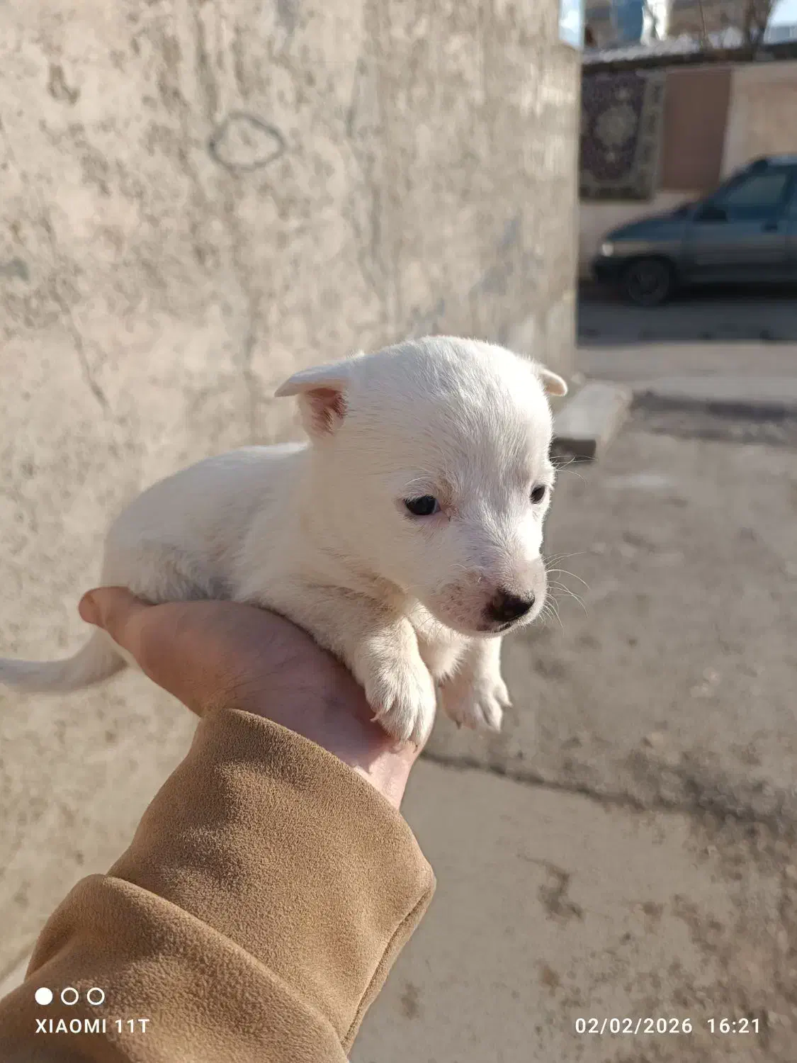 سگ پامر اشپیتز|سگ|الوند, |دیوار