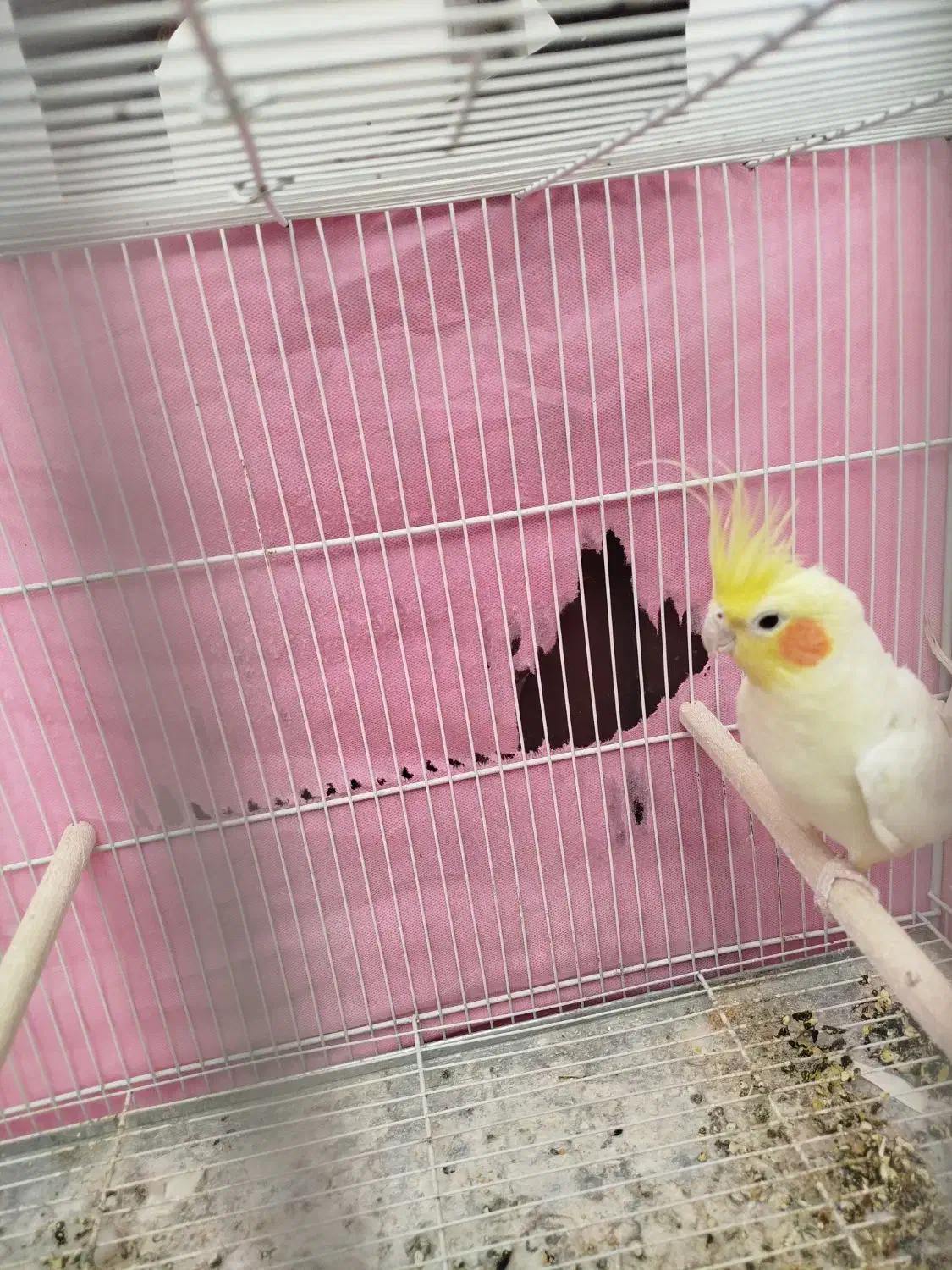 عروس هلندی|پرنده|کاشمر, |دیوار