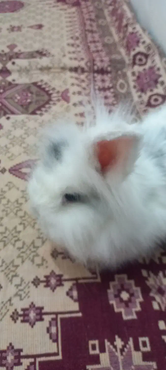 خرگوش -لوپ نر|موش و خرگوش|مشهد, فرخد|دیوار