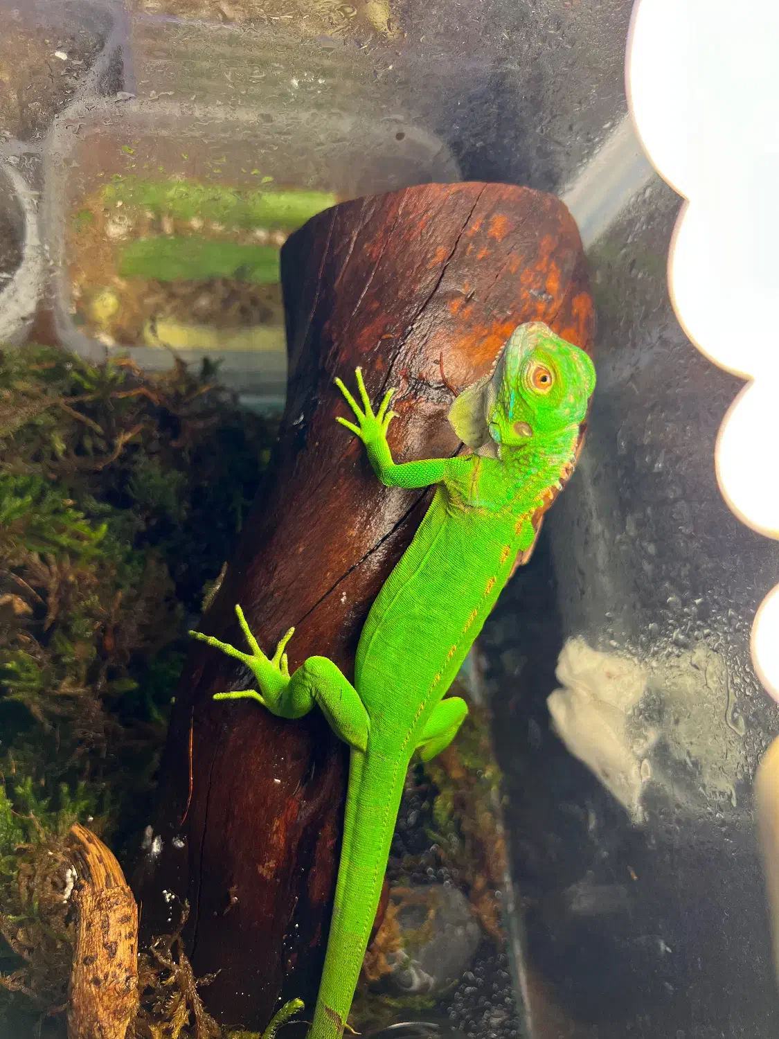 خزنده حیوانات|خزنده|تهران, ائمه اطهار|دیوار