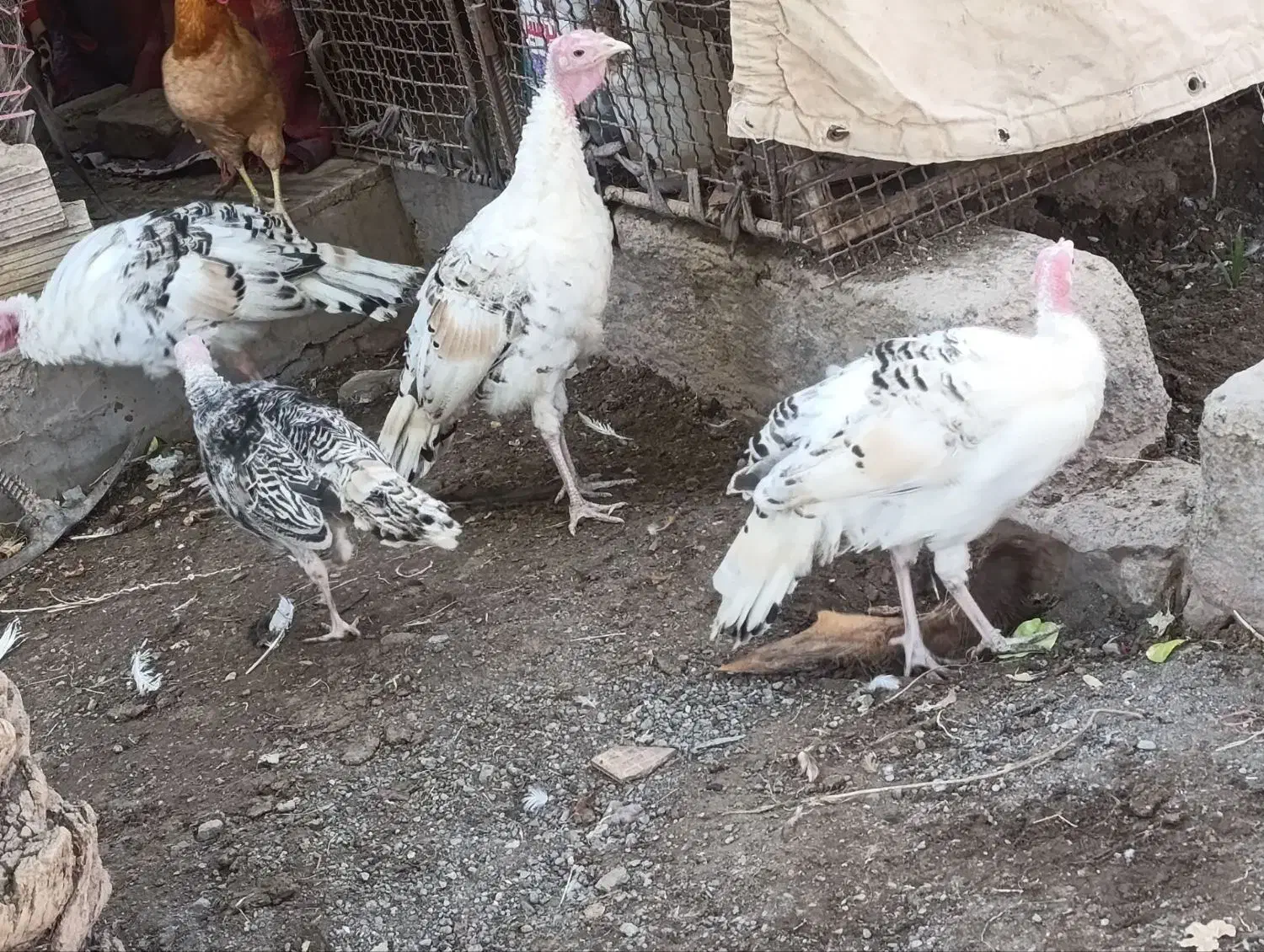 بوقلمون زیرمرغی امسالی|حیوانات مزرعه|بم, |دیوار